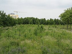 Urbaner Wald Bild